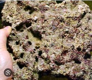 Roccie vive per acquario marino