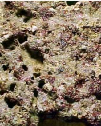 Roccie vive per acquario marino