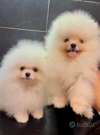 Spitz Pomerania Toy nano