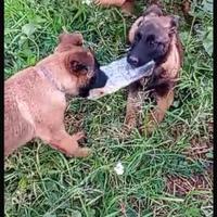 Cuccioli pastore belga Malinois