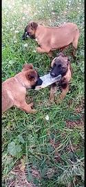 Cuccioli pastore belga Malinois
