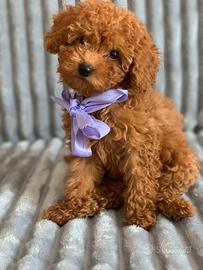 Barboncino - poodle puppy