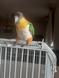 Pappagallo caico testa nera baby