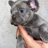 Cuccioli di bulldog francese