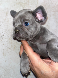 Cuccioli di bulldog francese