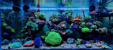 Coralli acquario marino