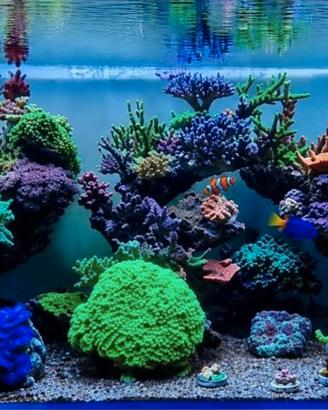 Coralli acquario marino