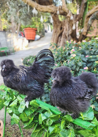 Coppia moroseta colorazione nera linea americana