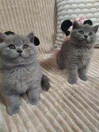 Grattini British Shorthair