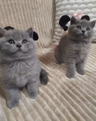 Grattini British Shorthair