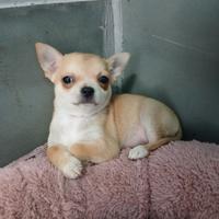 Cucciolo di Chihuahua