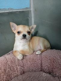 Cucciolo di Chihuahua