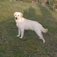 Labrador Retriever disponibile per monta