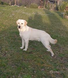 Labrador Retriever disponibile per monta