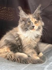 Cucciola Maine Coon