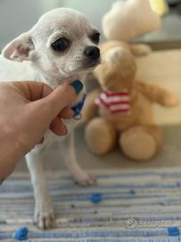 Chihuahua
