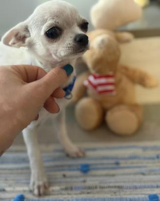 Chihuahua
