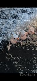 Pappagallo parrocchetto da collare levata mano