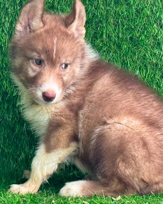 husky 