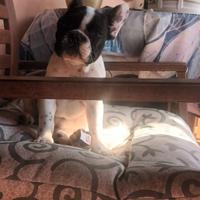 Cucciola Bulldog Francese