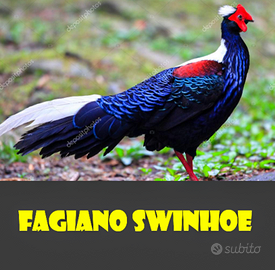 Fagiani SWYONHE
