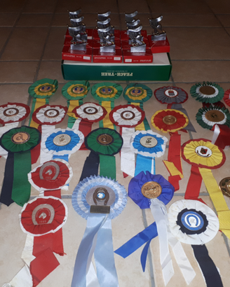 Coccaglie equitazione 88/89