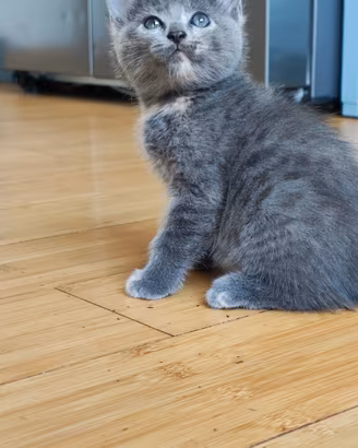 Cuccioli gattini incrocio Maine Coon