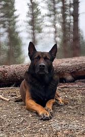 Malinois maschio per accoppiamento