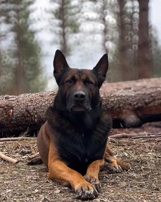 Malinois maschio per accoppiamento