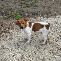 Jack russel