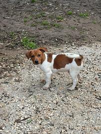 Jack russel