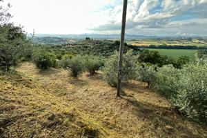 Oliveto 7500mq con 150 olivi e pozzo funzionante