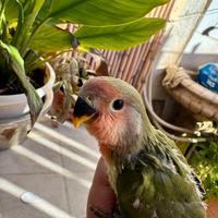 Pulli pappagalli inseparabili