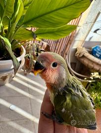 Pulli pappagalli inseparabili