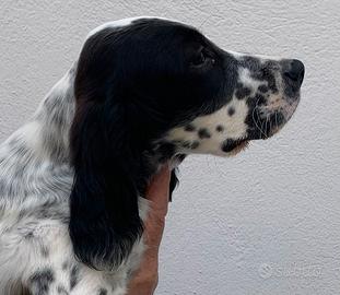 Setter inglese cuccioli 3 mesi