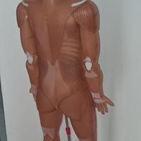 il corpo umano con audio de Agostini 