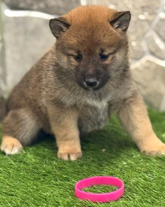 Shiba inu