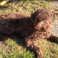 Lagotto romagnolo