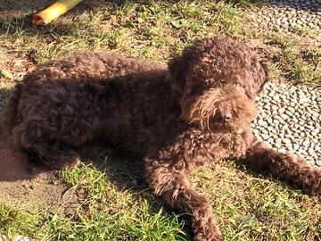 Lagotto romagnolo