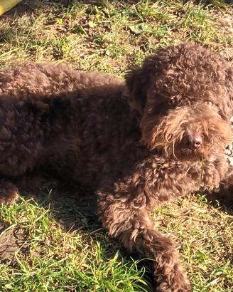 Lagotto romagnolo