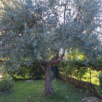  Albero di Olivo di 23 anni sanissimo. 