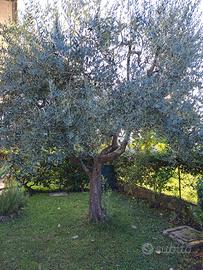  Albero di Olivo di 23 anni sanissimo. 