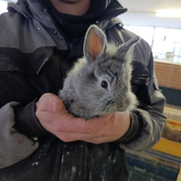 Coniglietti Testa di leone