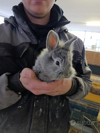 Coniglietti Testa di leone