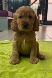 Cuccioli di cocker spaniel fulvo