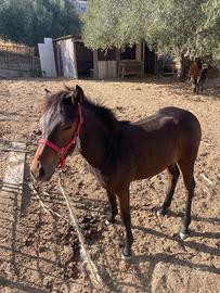 Puledra
