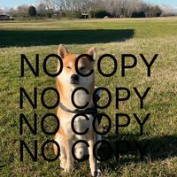 Shiba inu - Fidanzata x monta