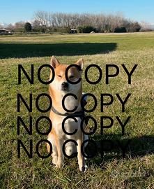 Shiba inu - Fidanzata x monta