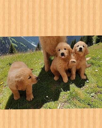 Golden retriever