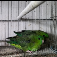 Coppia parrocchetto barrato